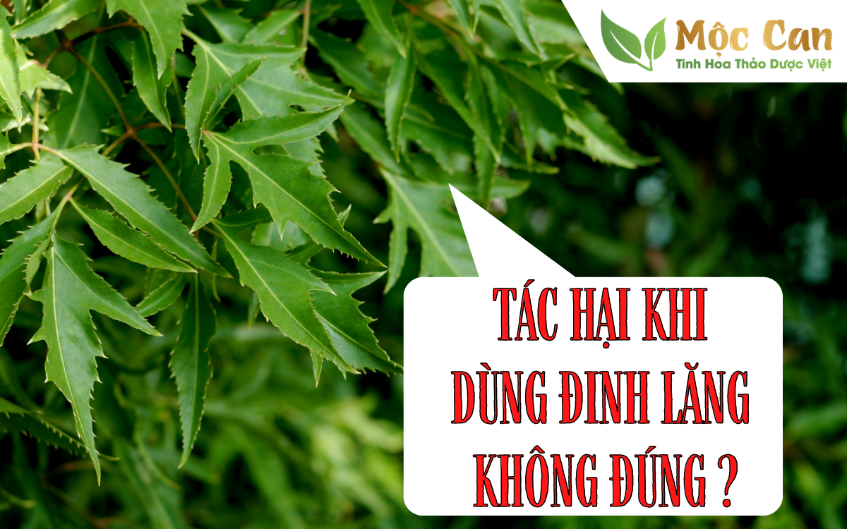 Tác hại khi dùng đinh lăng không đúng 1